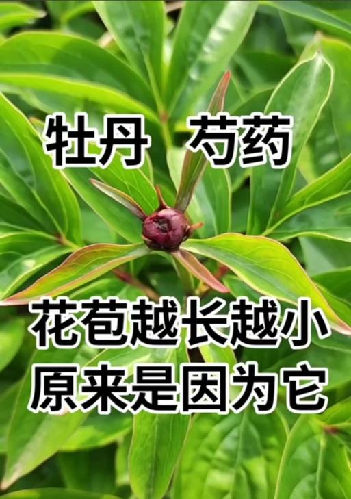 牡丹花苞多叶子少该如何处理？