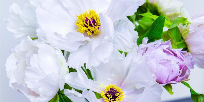 牡丹花未到花期时应如何养护？