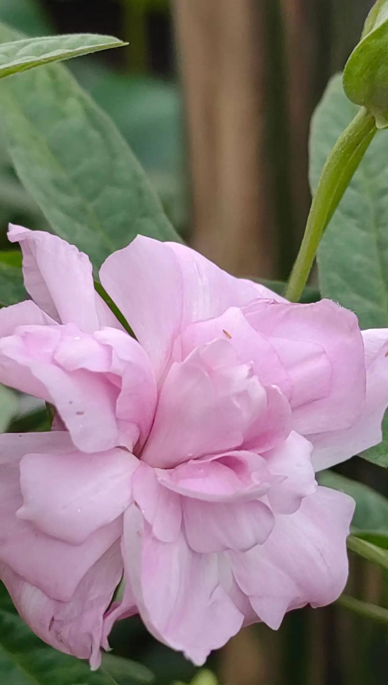 牡丹花未到花期时应如何养护？