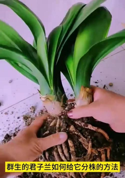 君子兰群植时选择哪种品种最佳？有什么特别的养护建议？