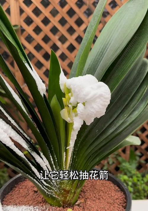 君子兰一朵一朵开花如何处理？怎样促进多花齐放？