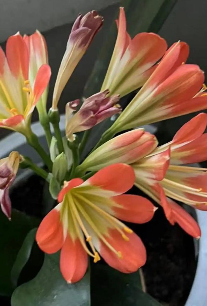 君子兰一朵一朵开花如何处理？怎样促进多花齐放？