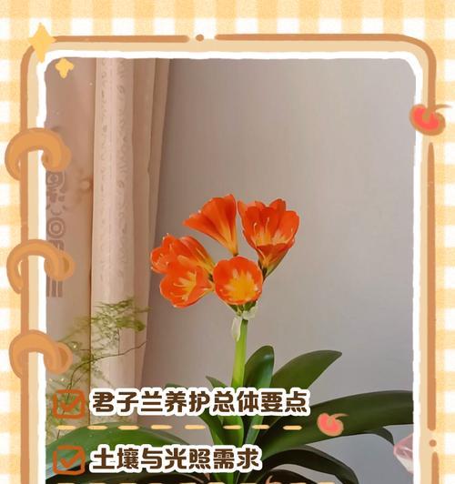 君子兰需要养种球吗？如何正确养护？