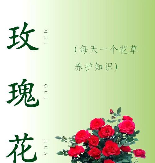 广东地区玫瑰花冬季养护要点有哪些？