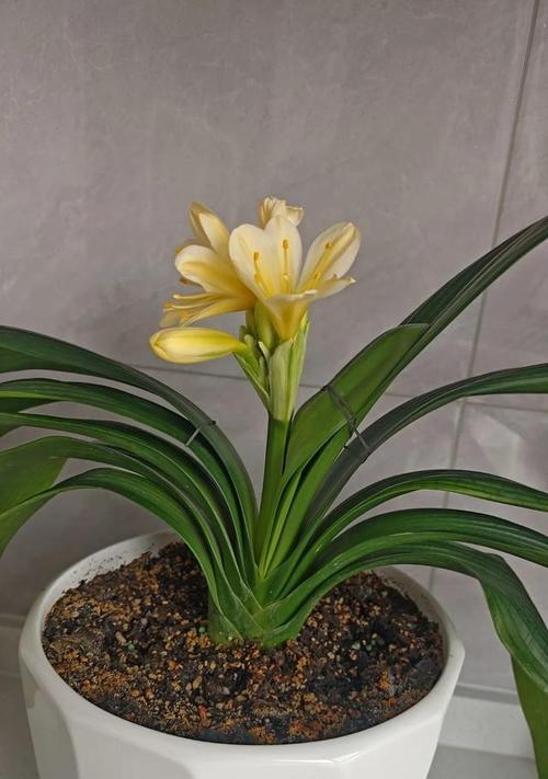 君子兰长花苞时应该注意什么？