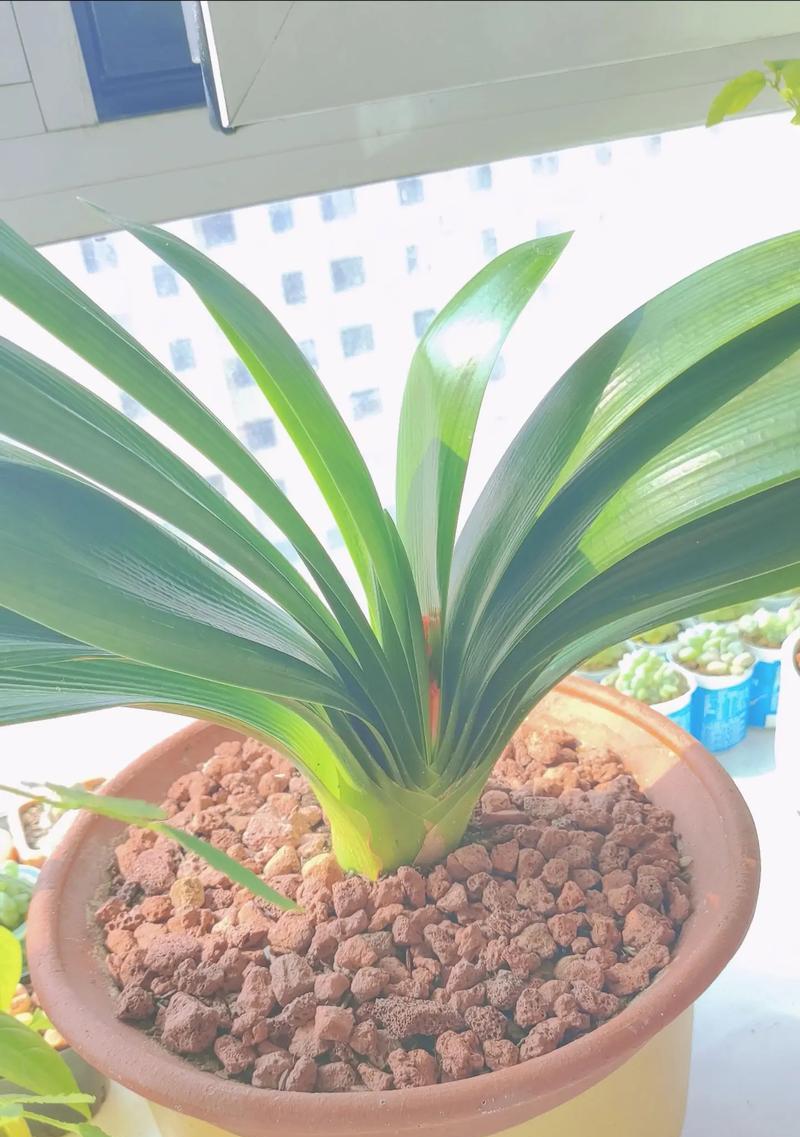 君子兰长花苞时应该注意什么？