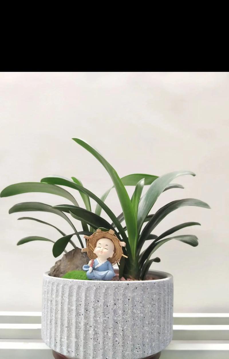 君子兰长花苞时应该注意什么？