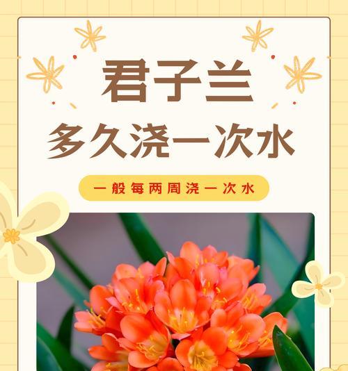 君子兰千爱千恩好养吗？正确的养护方法是什么？