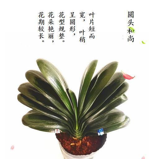 君子兰宽短叶苗修剪的最佳时机和技巧是什么？