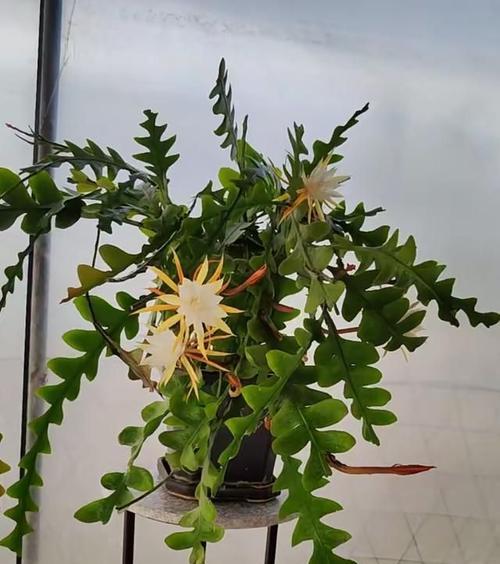 老品种仙人掌木质化后如何处理？