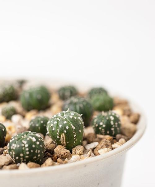 如何自己动手种植仙人掌？