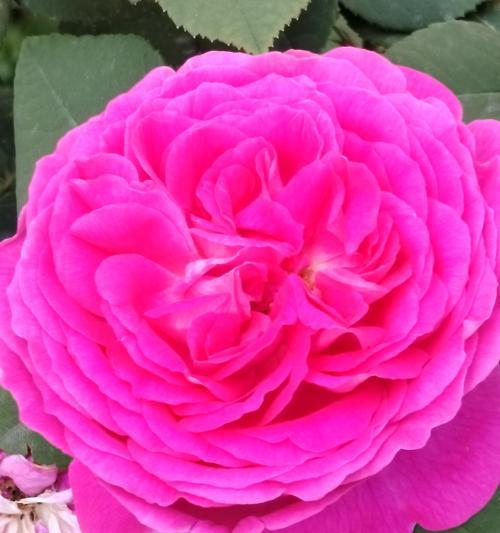 晒干玫瑰花蕊会变色吗？颜色会如何变化？