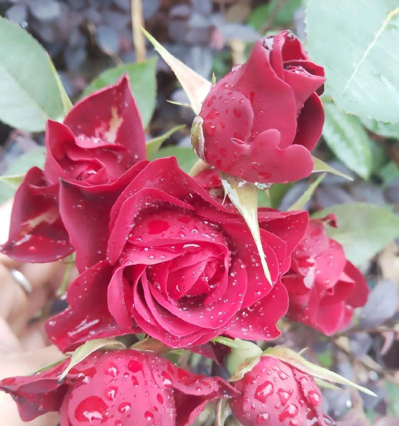 晒干玫瑰花蕊会变色吗？颜色会如何变化？