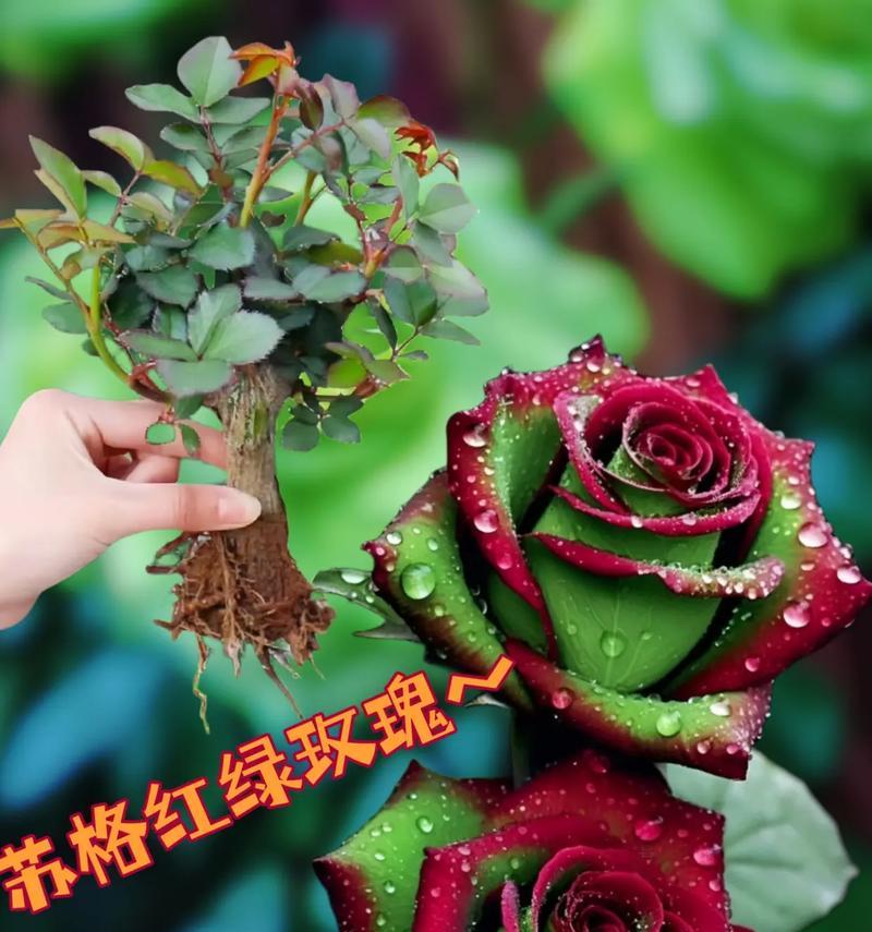 晒干玫瑰花蕊会变色吗？颜色会如何变化？
