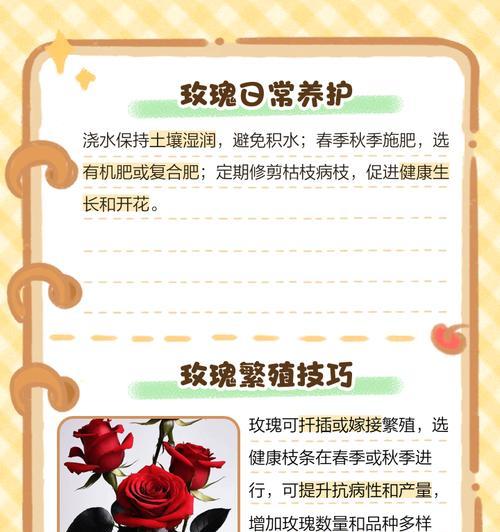 晚期玫瑰花的养护技巧有哪些？