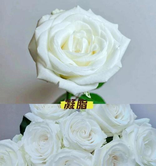 玫瑰花与白色花有哪些显著区别？如何区分？