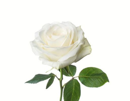 玫瑰花与白色花有哪些显著区别？如何区分？