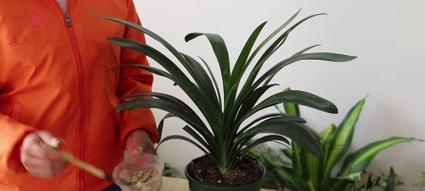 君子兰种子种植后如何管理？后续处理有哪些要点？