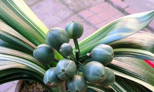 君子兰种子种植后如何管理？后续处理有哪些要点？