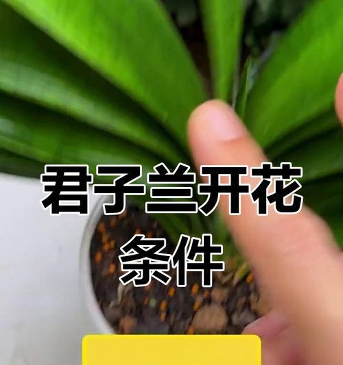 君子兰不开花的原因及解决方法是什么？