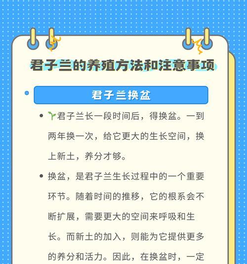 君子兰移植到大盆的步骤和注意事项是什么？