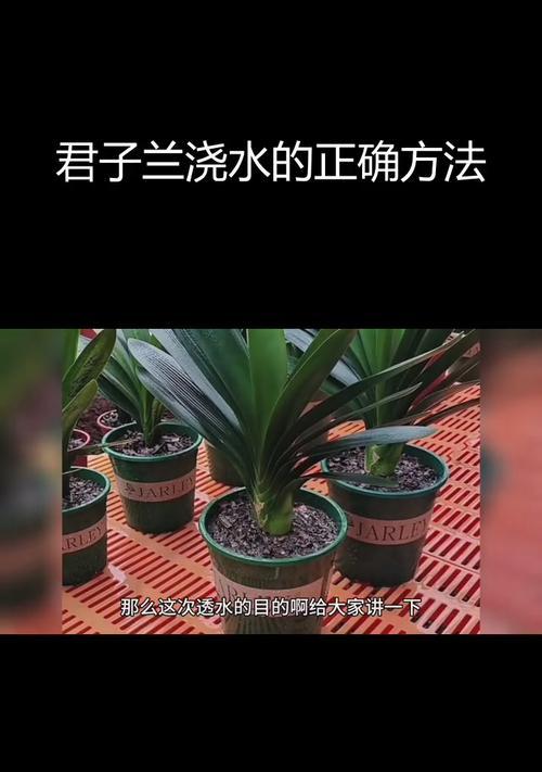 姜水浇君子兰的最佳方法是什么？