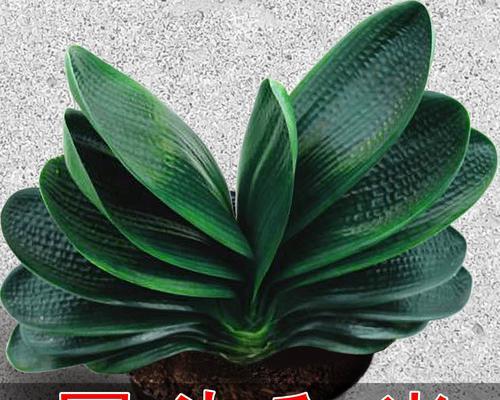 水培君子兰小苗养护方法是什么？