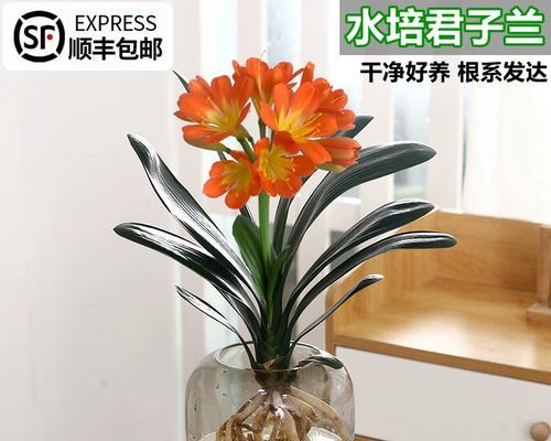 水培君子兰小苗养护方法是什么？