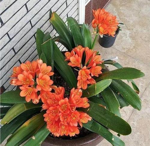 君子兰能发出多少芽头？如何促进芽头生长？
