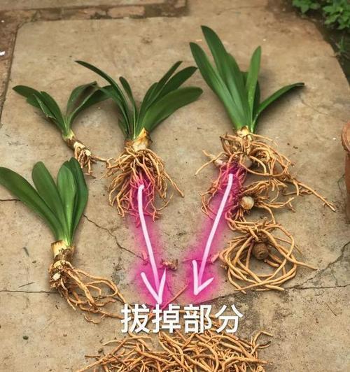 君子兰能发出多少芽头？如何促进芽头生长？