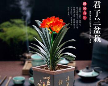 哪种君子兰品种最正宗？