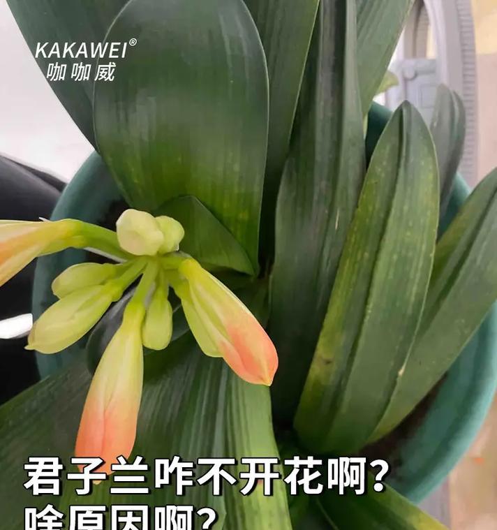 君子兰提前开花意味着什么？这是否正常？
