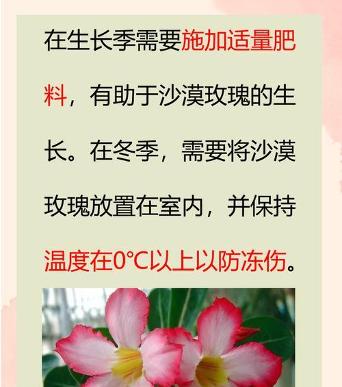 超大沙漠玫瑰花的养护秘诀是什么？多久需要浇水？