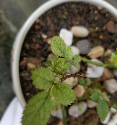 玫瑰花叶子出现问题怎么办？家居养护技巧有哪些？