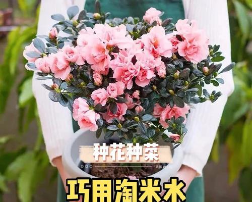 仙人球水熬制方法是什么？用它浇花有哪些好处？