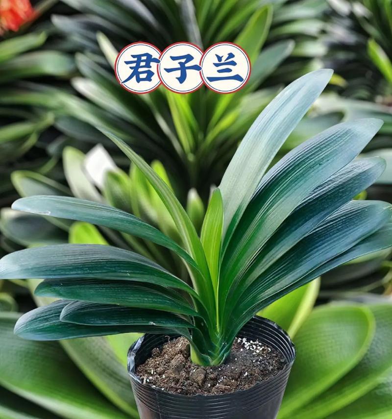 君子兰叶子有黄边黄点怎么办？如何诊断和处理？