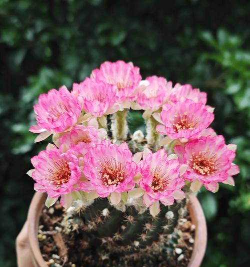 仙人球开花后会结种吗？原因是什么？