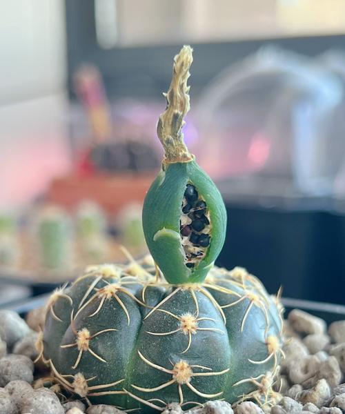 仙人球开花后会结种吗？原因是什么？