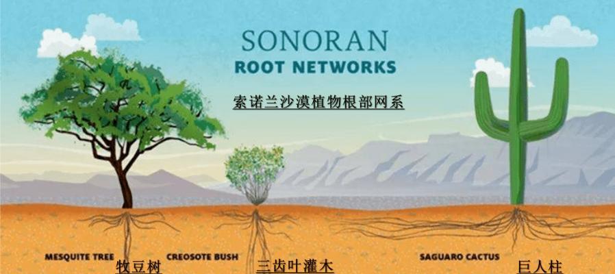 仙人掌的繁殖方式有哪些？