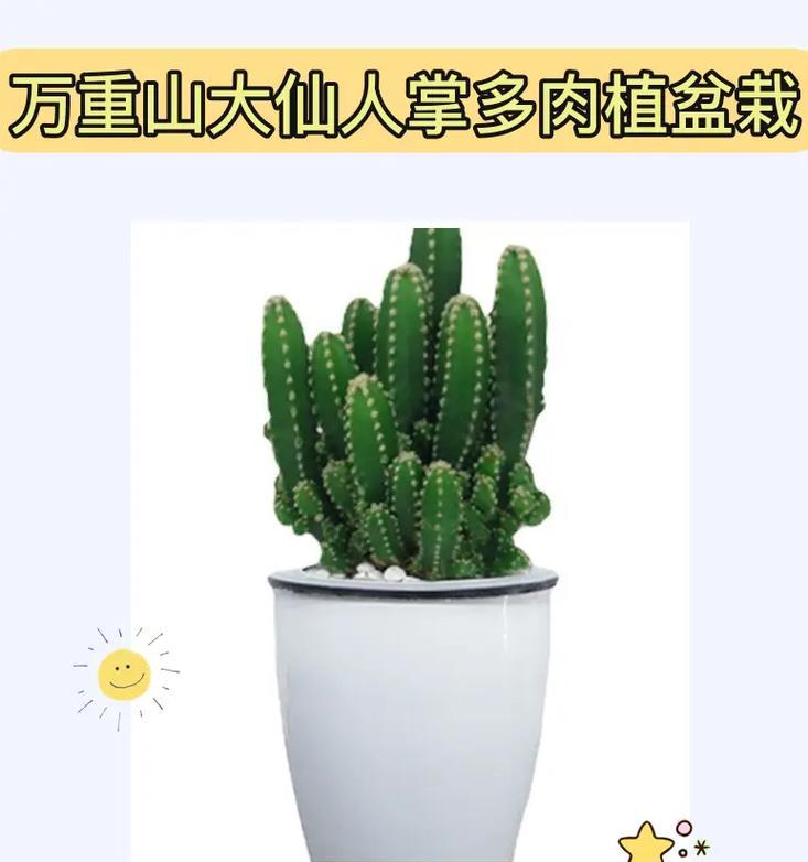 小仙人球的养护秘诀是什么？如何促进其健康成长？