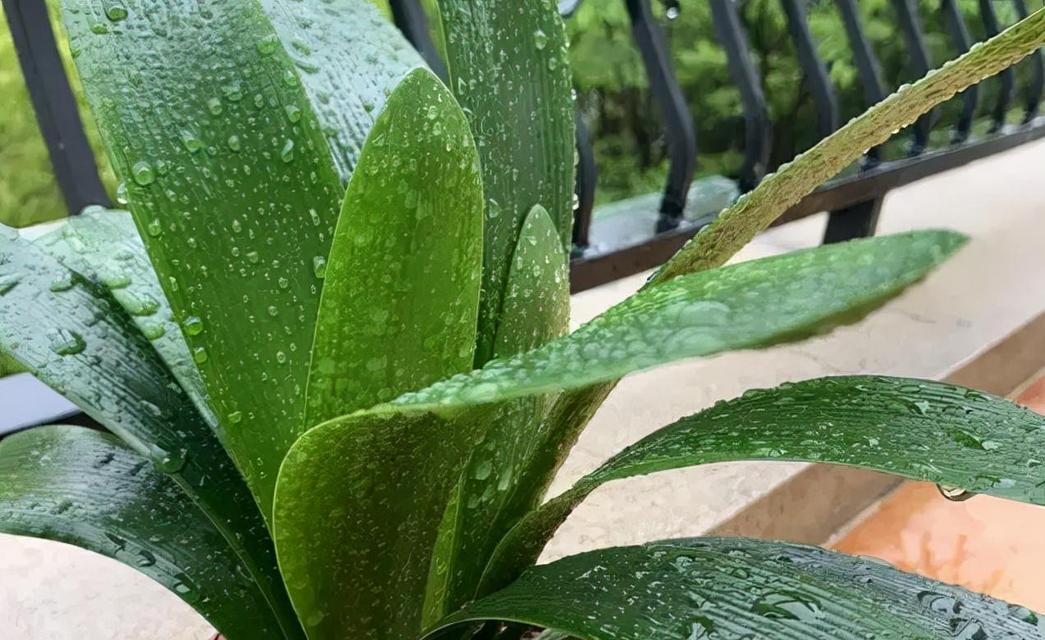 君子兰不发新芽的原因是什么？如何解决？