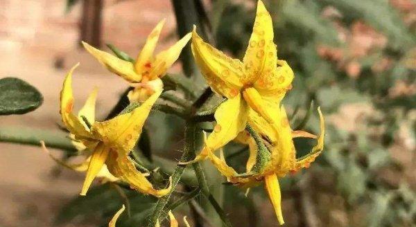 玫瑰花授粉有哪些好处和潜在坏处？如何正确进行玫瑰花授粉？