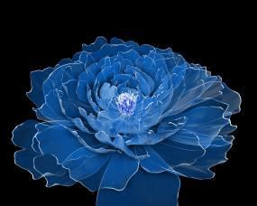 颜色最蓝的牡丹花品种是什么？如何养护这种蓝色牡丹花？