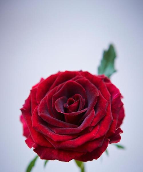 红色双蕊玫瑰花属于什么品种？