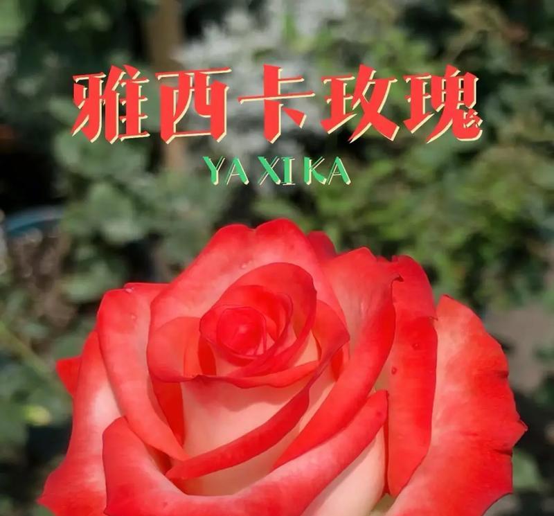 红色双蕊玫瑰花属于什么品种？