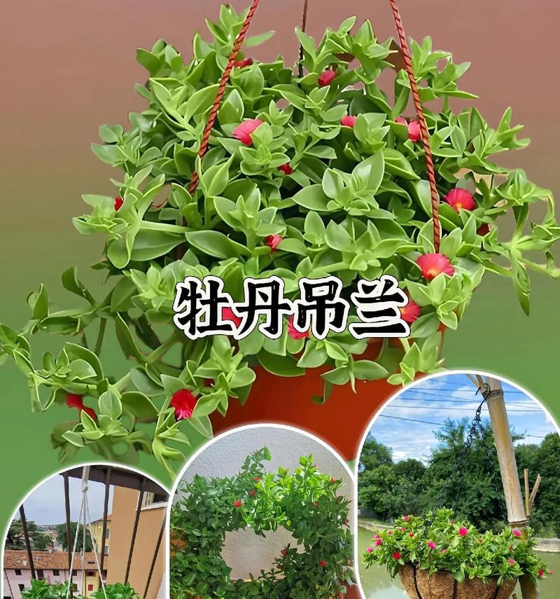 什么牡丹花可以养在室内？有哪些推荐和注意事项？