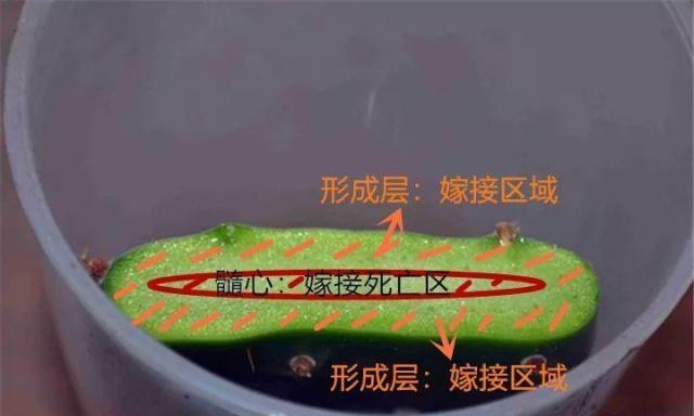 仙人掌叶子长黑斑的原因是什么？如何处理？