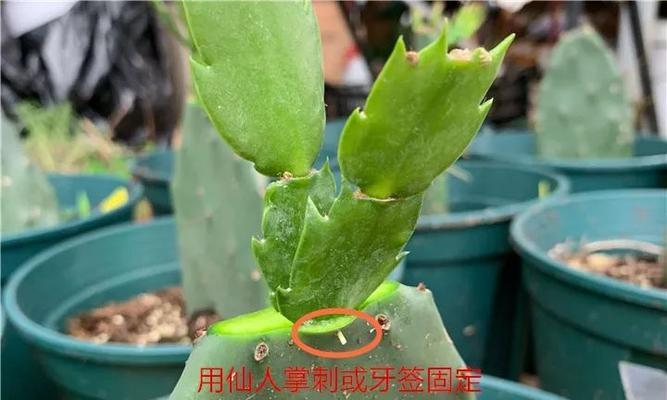 仙人掌叶子长黑斑的原因是什么？如何处理？