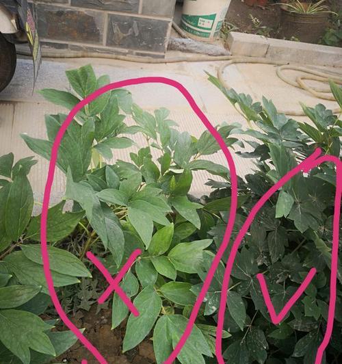 如何制作牡丹花的塑料叶子？