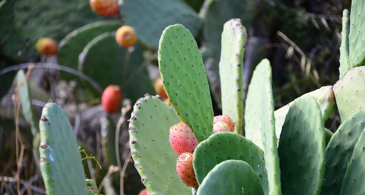 大型仙人掌白牛角种植方法是什么？需要多大空间？